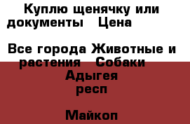 Куплю щенячку или документы › Цена ­ 3 000 - Все города Животные и растения » Собаки   . Адыгея респ.,Майкоп г.